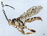  (Carinodes Malaise7516 - BIOUG56931-F07)  @11 [ ] CreativeCommons - Attribution (2021) CBG Photography Group Centre for Biodiversity Genomics