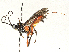  (Aerophilus Sharkey1846 - BIOUG58035-D10)  @11 [ ] CreativeCommons - Attribution Share - Alike (2024) CBG Photography Group Centre for Biodiversity Genomics