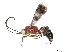  ( - BIOUG58153-H04)  @11 [ ] CreativeCommons - Attribution (2020) CBG Photography Group Centre for Biodiversity Genomics