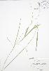  ( - BAR015)  @11 [ ] Copyright (2009) Unspecified University of Guelph BIO Herbarium