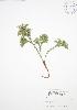  ( - BAR009)  @11 [ ] Copyright (2009) Unspecified University of Guelph BIO Herbarium