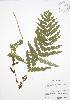  (Osmunda claytoniana - BAR008)  @11 [ ] Copyright (2009) Unspecified University of Guelph BIO Herbarium