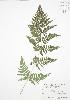  ( - BAR006)  @11 [ ] Copyright (2009) Unspecified University of Guelph BIO Herbarium
