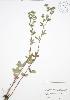  ( - BAR001)  @11 [ ] Copyright (2009) Unspecified University of Guelph BIO Herbarium