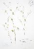  (Ranunculus abortivus - BAR196)  @11 [ ] Copyright (2009) Unspecified University of Guelph BIO Herbarium