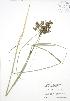 ( - BAR264)  @11 [ ] Copyright (2009) Unspecified University of Guelph BIO Herbarium
