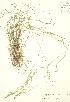  ( - JK 018)  @11 [ ] Copyright (2009) Unspecified University of Guelph BIO Herbarium