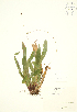  ( - JK 003)  @11 [ ] Copyright (2009) Unspecified University of Guelph BIO Herbarium