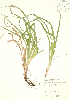  ( - JK 005)  @11 [ ] Copyright (2009) Unspecified University of Guelph BIO Herbarium