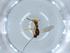  (Heterospilus Malaise8857 - BIOUG52824-G10)  @11 [ ] CreativeCommons - Attribution (2020) Centre for Biodiversity Genomics Centre for Biodiversity Genomics