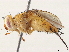 (Genea malaise0794 - BIOUG51729-E03)  @14 [ ] CreativeCommons - Attribution (2020) CBG Photography Group Centre for Biodiversity Genomics