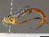  ( - BIOUG51763-G11)  @11 [ ] CreativeCommons - Attribution (2020) CBG Photography Group Centre for Biodiversity Genomics