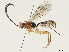  (crypMalaise01 Malaise1920 - BIOUG52688-A02)  @11 [ ] CreativeCommons - Attribution (2020) CBG Photography Group Centre for Biodiversity Genomics