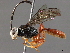  (Diacantharius Malaise8119 - BIOUG52688-D04)  @14 [ ] CreativeCommons - Attribution (2020) CBG Photography Group Centre for Biodiversity Genomics