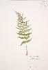  ( - RS151)  @11 [ ] Copyright (2009) Unspecified University of Guelph BIO Herbarium