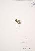  ( - RS148)  @11 [ ] Copyright (2009) Unspecified University of Guelph BIO Herbarium