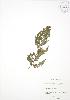  ( - RS153)  @13 [ ] Copyright (2009) Unspecified University of Guelph BIO Herbarium