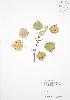  ( - RS137)  @11 [ ] Copyright (2009) Unspecified University of Guelph BIO Herbarium