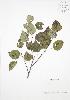  ( - RS138)  @11 [ ] Copyright (2009) Unspecified University of Guelph BIO Herbarium