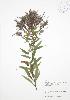  ( - RS133)  @11 [ ] Copyright (2009) Unspecified University of Guelph BIO Herbarium