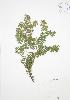  ( - RS164)  @11 [ ] Copyright (2009) Unspecified University of Guelph BIO Herbarium
