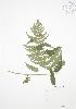  ( - RS165)  @11 [ ] Copyright (2009) Unspecified University of Guelph BIO Herbarium