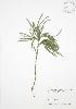  ( - RS166)  @11 [ ] Copyright (2009) Unspecified University of Guelph BIO Herbarium