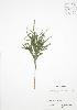  (Lycopodium hickeyi - RS167)  @11 [ ] Copyright (2009) Unspecified University of Guelph BIO Herbarium