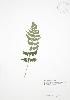  (Dryopteris marginalis - RS179)  @13 [ ] Copyright (2009) Unspecified University of Guelph BIO Herbarium