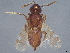  (encyrMalaise01 Malaise5744 - BIOUG60707-A02)  @11 [ ] CreativeCommons - Attribution (2022) CBG Photography Group Centre for Biodiversity Genomics