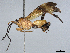  ( - BIOUG56986-E10)  @11 [ ] CreativeCommons - Attribution (2021) CBG Photography Group Centre for Biodiversity Genomics