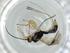  (Heterospilus Malaise4340 - BIOUG60343-A10)  @11 [ ] CreativeCommons - Attribution (2020) Centre for Biodiversity Genomics Centre for Biodiversity Genomics