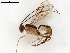  ( - BIOUG60839-A05)  @11 [ ] CreativeCommons - Attribution (2021) CBG Photography Group Centre for Biodiversity Genomics