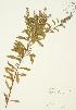  ( - JAG 0322)  @11 [ ] Copyright (2009) Unspecified University of Guelph BIO Herbarium