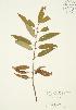  ( - JAG 0323)  @11 [ ] Copyright (2009) Unspecified University of Guelph BIO Herbarium