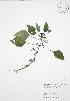  ( - JAG 0836)  @11 [ ] Copyright (2009) Unspecified University of Guelph BIO Herbarium