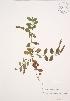  ( - JAG 0199)  @11 [ ] Copyright (2009) Unspecified University of Guelph BIO Herbarium