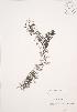  ( - JAG 0168)  @11 [ ] Copyright (2009) Unspecified University of Guelph BIO Herbarium