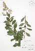 (Spiraea alba - BAR178)  @11 [ ] Copyright (2009) Unspecified University of Guelph BIO Herbarium