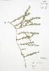  (Lycopodium annotinum - BAR173)  @11 [ ] Copyright (2009) Unspecified University of Guelph BIO Herbarium