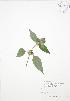  ( - BAR097)  @11 [ ] Copyright (2009) Unspecified University of Guelph BIO Herbarium