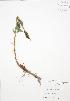  ( - BAR178)  @11 [ ] Copyright (2009) Unspecified University of Guelph BIO Herbarium