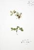 ( - BAR176)  @11 [ ] Copyright (2009) Unspecified University of Guelph BIO Herbarium