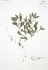  ( - BAR149)  @11 [ ] Copyright (2009) Unspecified University of Guelph BIO Herbarium