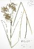  ( - BAR096)  @11 [ ] Copyright (2009) Unspecified University of Guelph BIO Herbarium