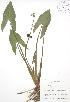  ( - BAR165)  @11 [ ] Copyright (2009) Unspecified University of Guelph BIO Herbarium