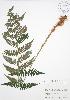  ( - BAR109)  @11 [ ] Copyright (2009) Unspecified University of Guelph BIO Herbarium