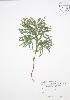  ( - BAR103)  @11 [ ] Copyright (2009) Unspecified University of Guelph BIO Herbarium