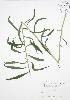  ( - BAR211)  @11 [ ] Copyright (2009) Unspecified University of Guelph BIO Herbarium