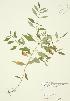  ( - JAG 0036)  @11 [ ] Copyright (2009) Unspecified University of Guelph BIO Herbarium